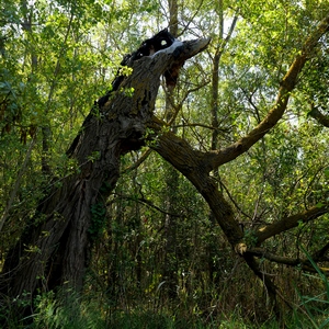 Arbre mort penché au milieu d'un petit bois - Belgique  - collection de photos clin d'oeil, catégorie plantes